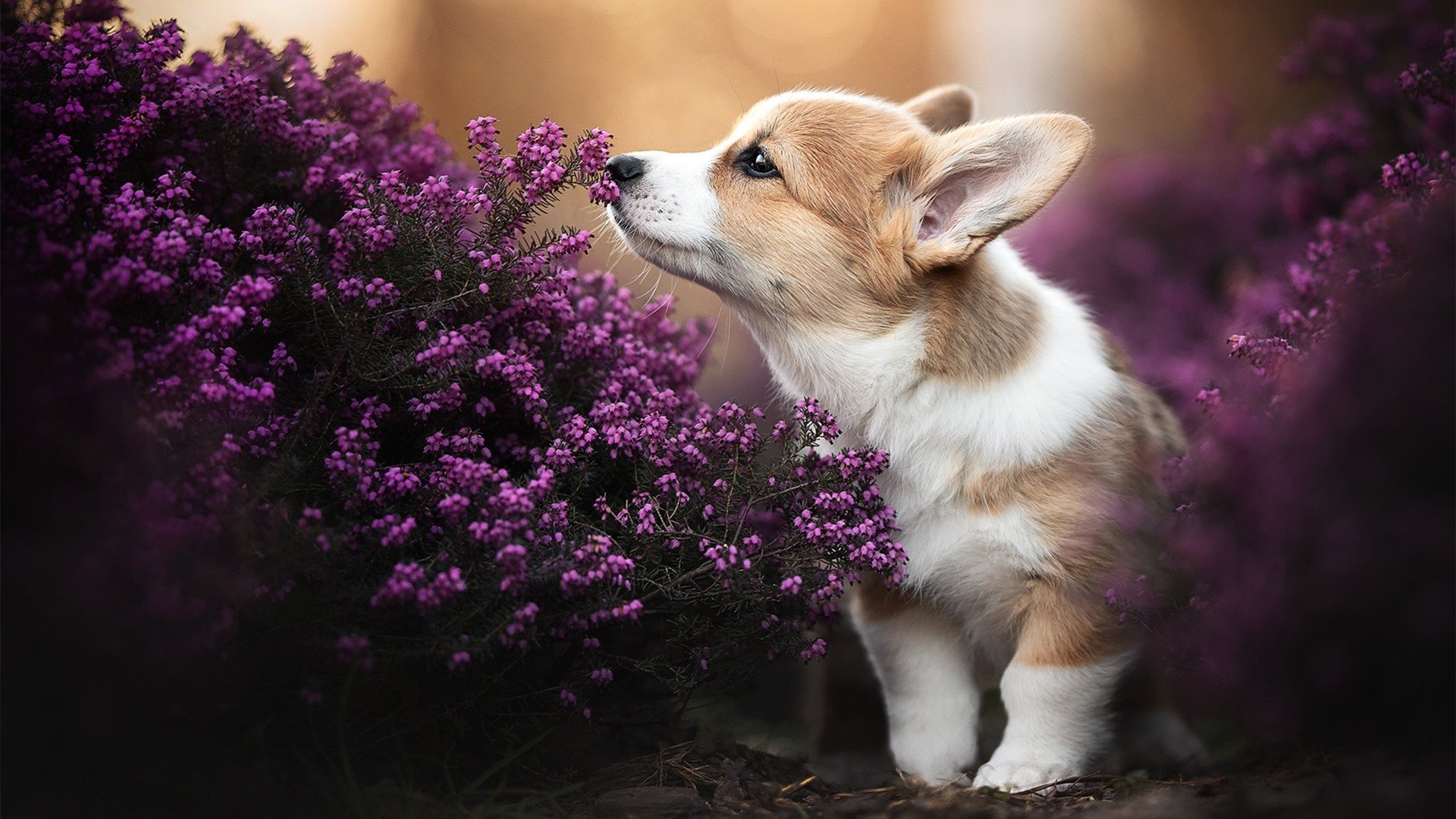 引擎轰鸣与末节狂飙，当F1街道赛的激情照亮篮球场的奇迹之夜