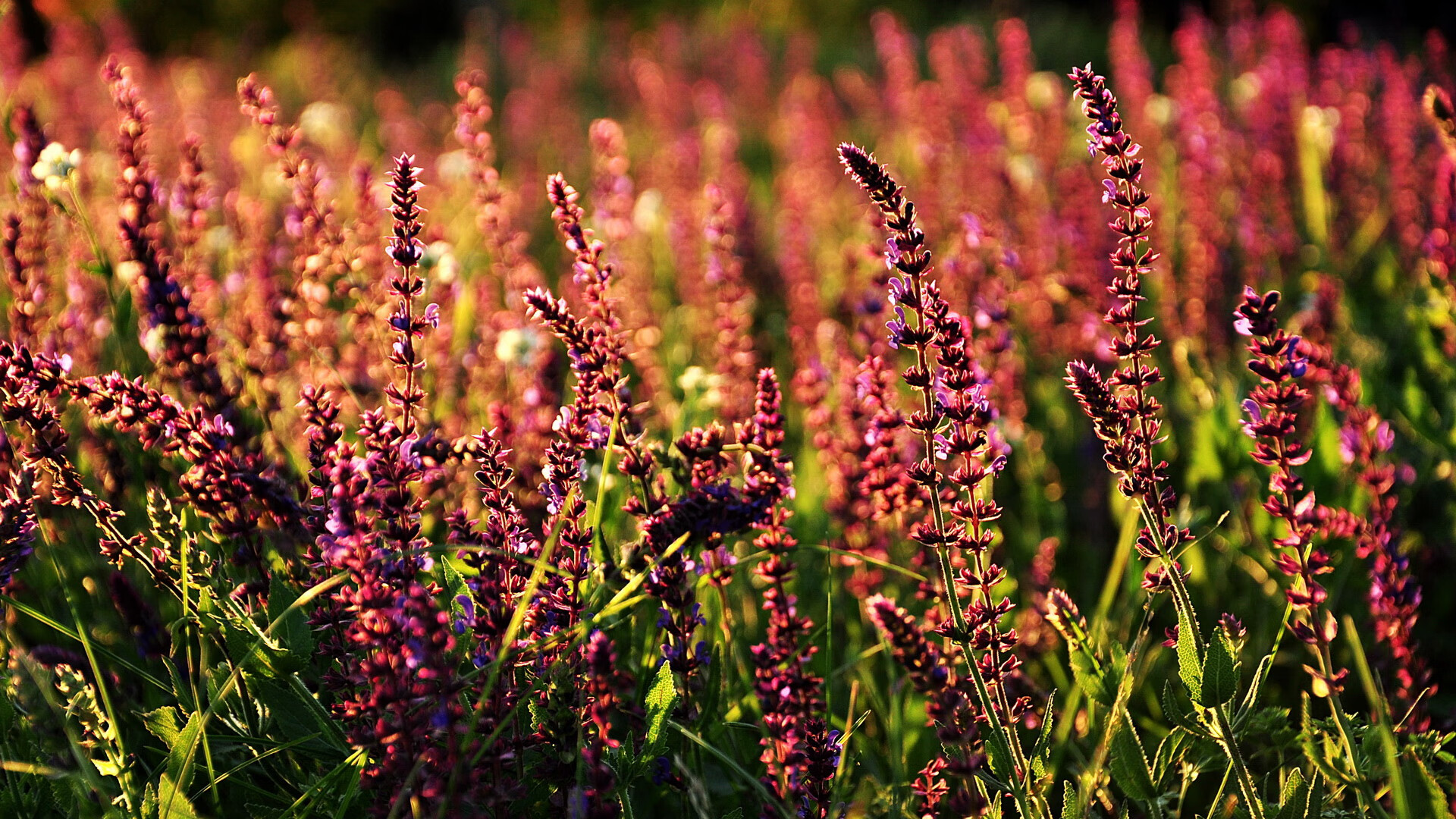 F1年度争冠焦点战,英格兰加时取胜阿森纳的体育史诗