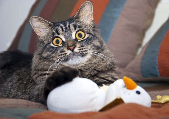 开云体育登录-绷带与王冠，恩比德的终极回答