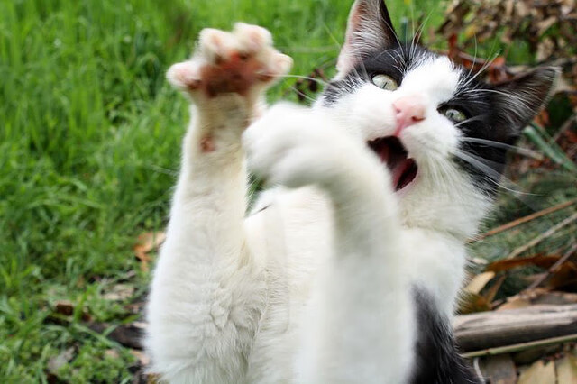 开拓者铁血晋级,切特新王炸裂,纪录之夜与疆域重划