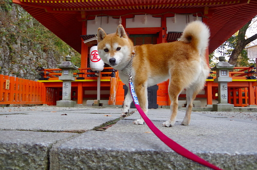 沉默城墙，当巴斯托尼成为克罗地亚鏖战挪威的决胜密码