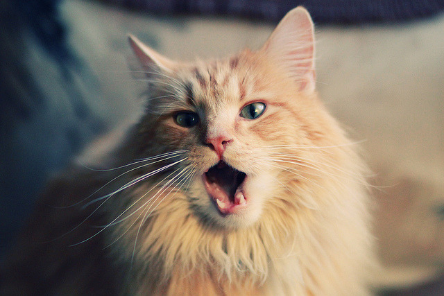 开云体育登录-铁血压制与致命一击，奥利维耶一锤定音，葡萄牙战术风暴碾碎哥伦比亚