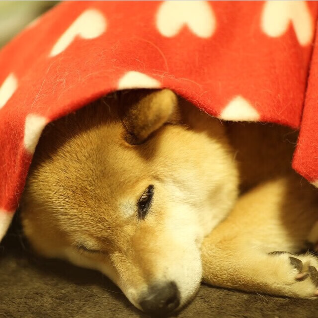 开云体育APP下载-计时器将归零的0.2秒，审判芝加哥的为何是风城弃子？