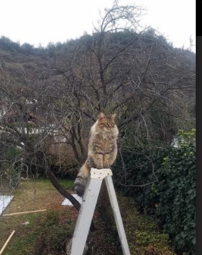 王座保卫战,国王速胜掘金,杜兰特末节关键先生铸就传奇