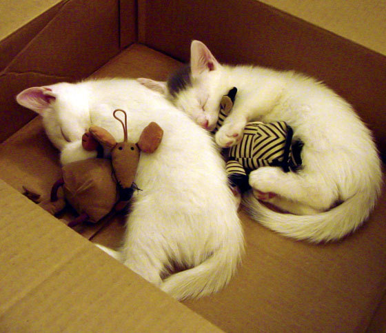 开云体育APP下载-双重抉择，苏亚雷斯的爆发与摩洛哥的决胜—足球历史中那些扭转乾坤的12分钟