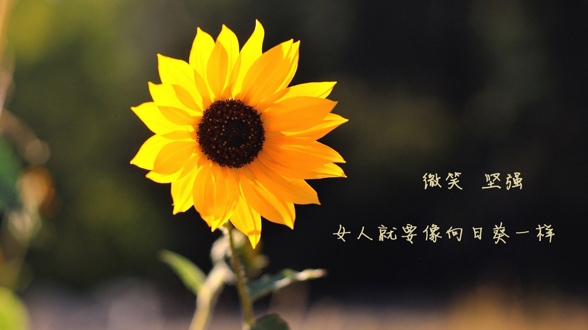 当历史重演时,世界唯一的答案,2026世界杯,喀麦隆的闪电反击与贝林厄姆的封神之夜