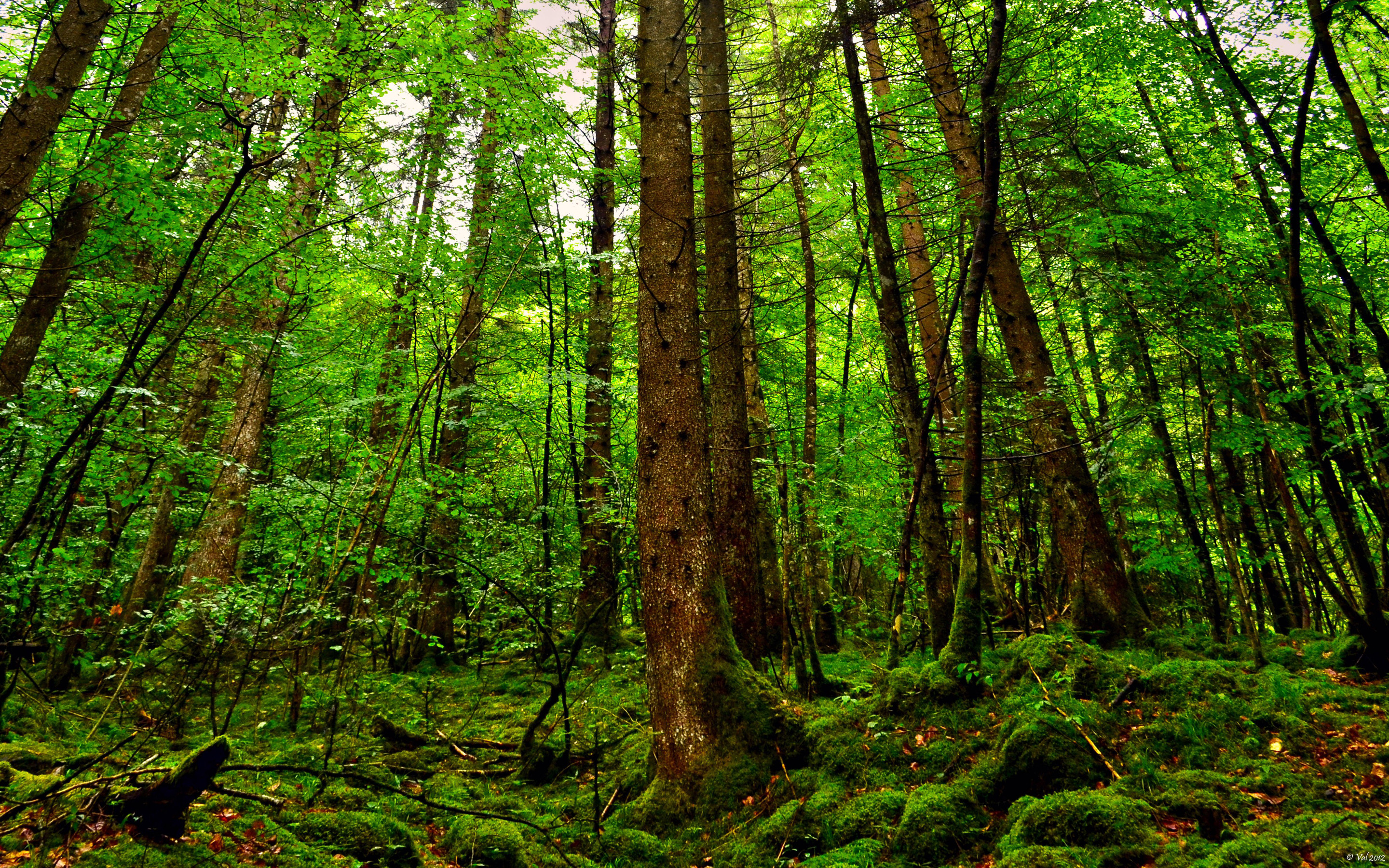 开云体育中国-逆风的加勒比海，当黑马褪去光环，努涅斯用意志重塑哥斯达黎加的铁血荣光